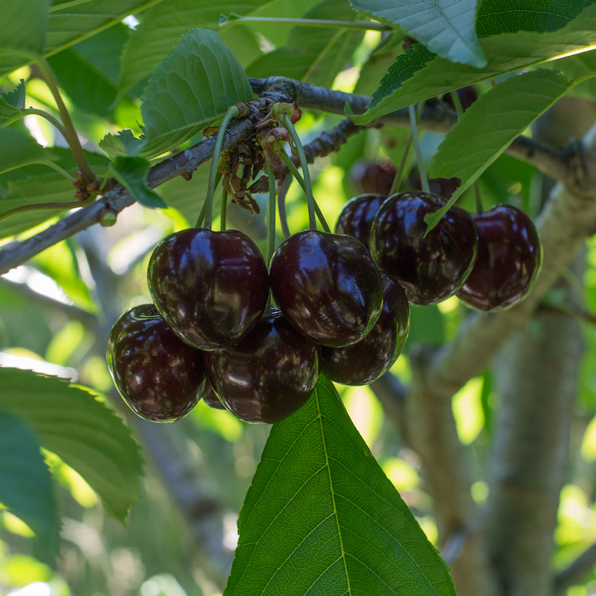 Cerises noires