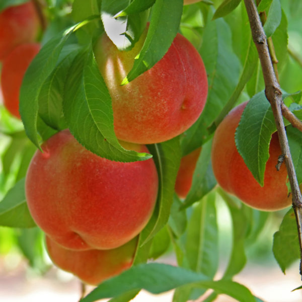 Pêches d'été