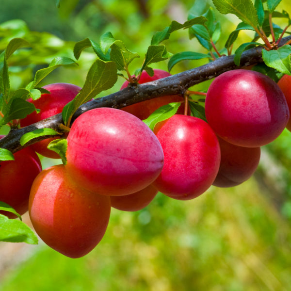 Prunes