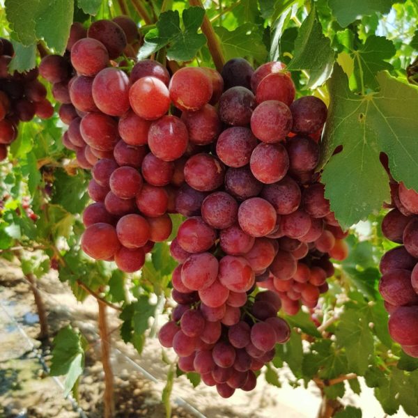 Raisins rouges