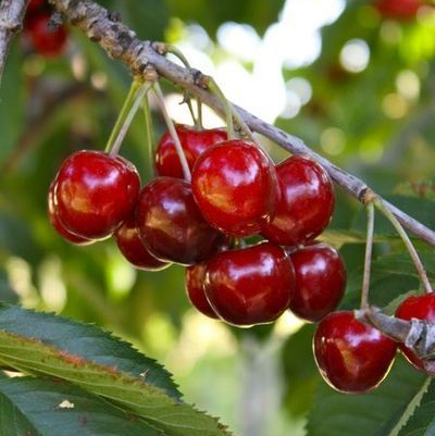 Cerise rouge