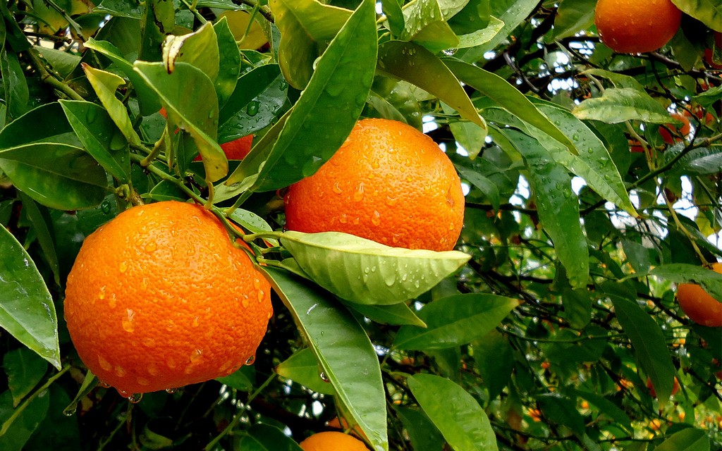 Mandarine