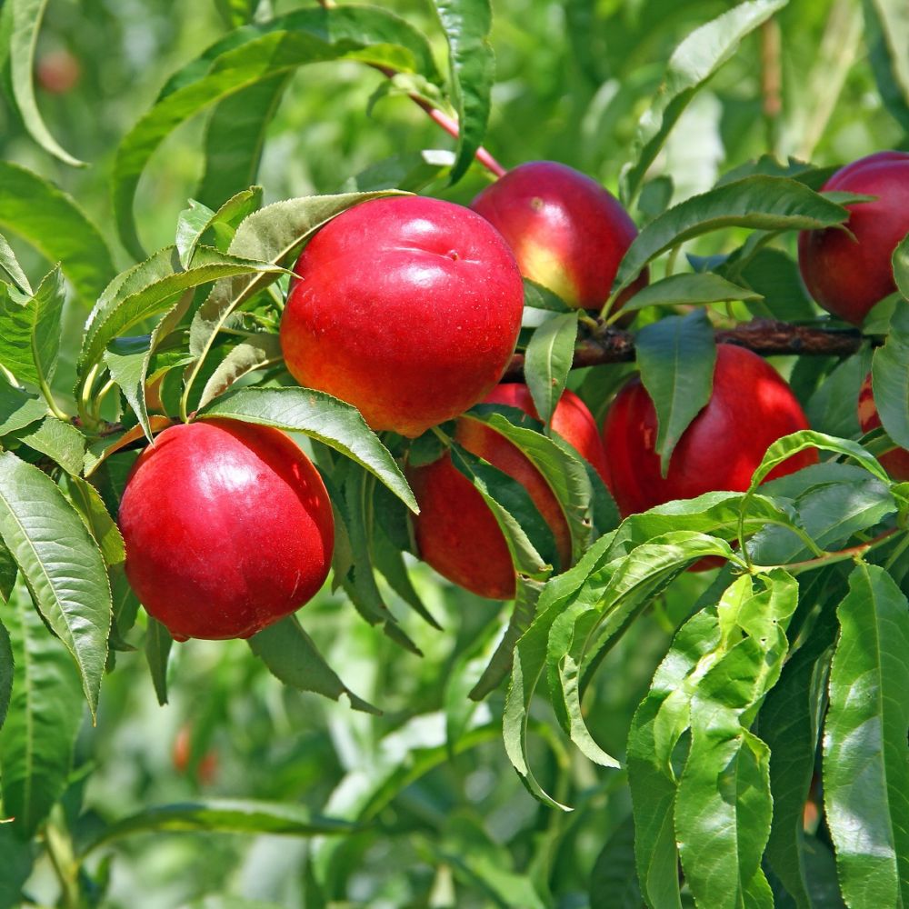 Nectarine