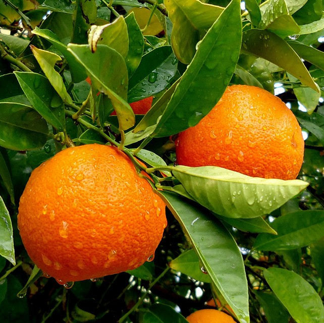 Orange