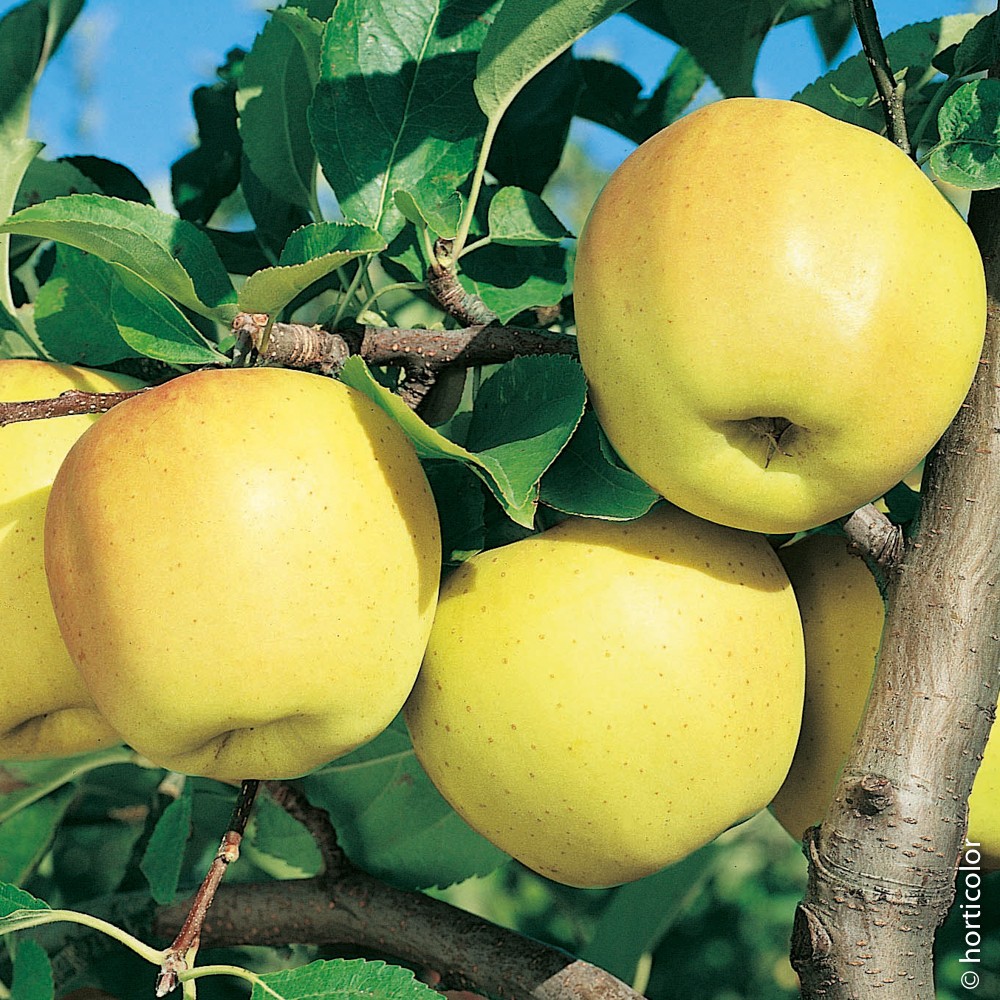 Pomme jaune