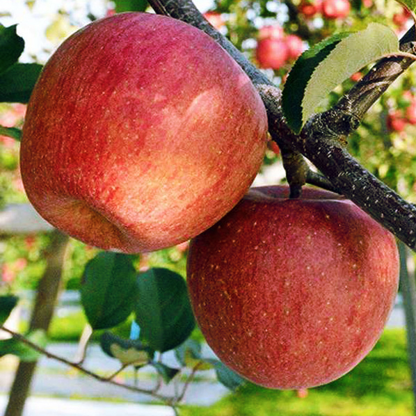 Pomme rouge