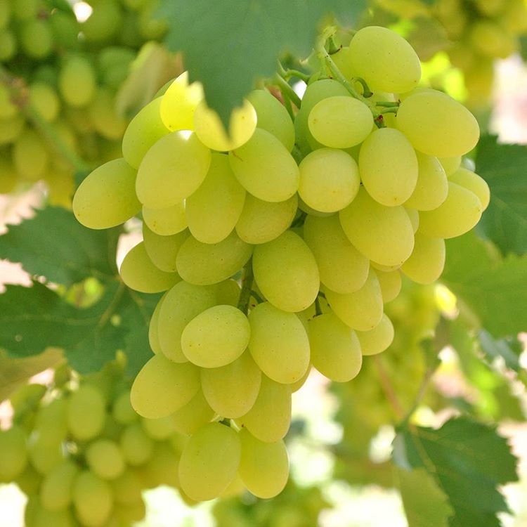Raisin blanc