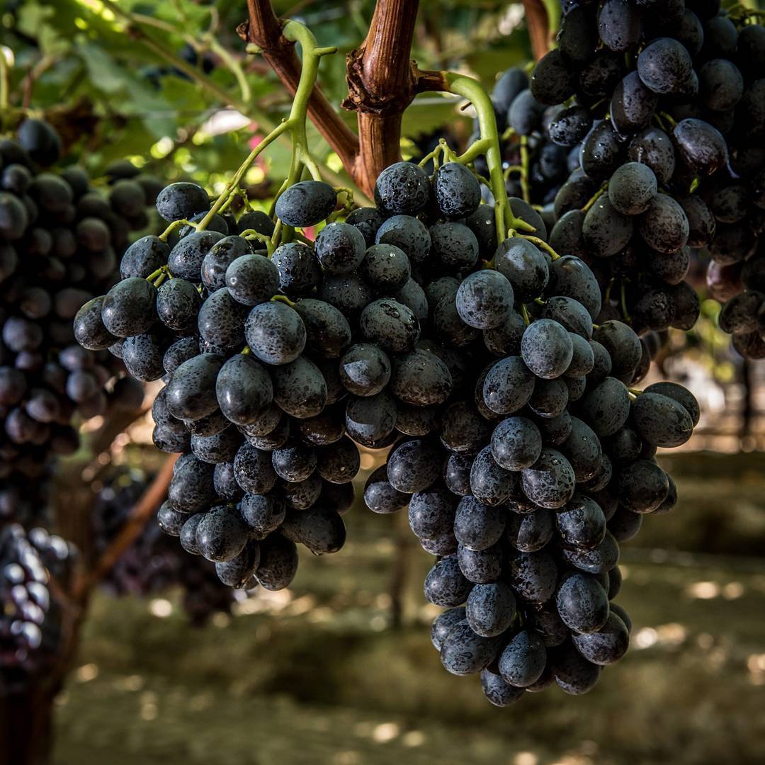 Raisin noir